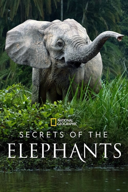 Secrets of the Elephants : 1.Sezon 1.Bölüm