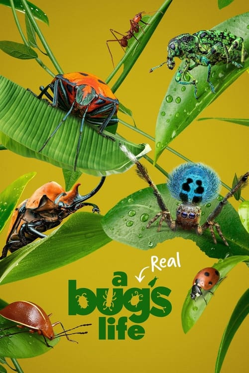 A Real Bug’s Life : 2.Sezon 5.Bölüm